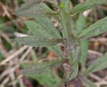 Roan Mountain goldenrod